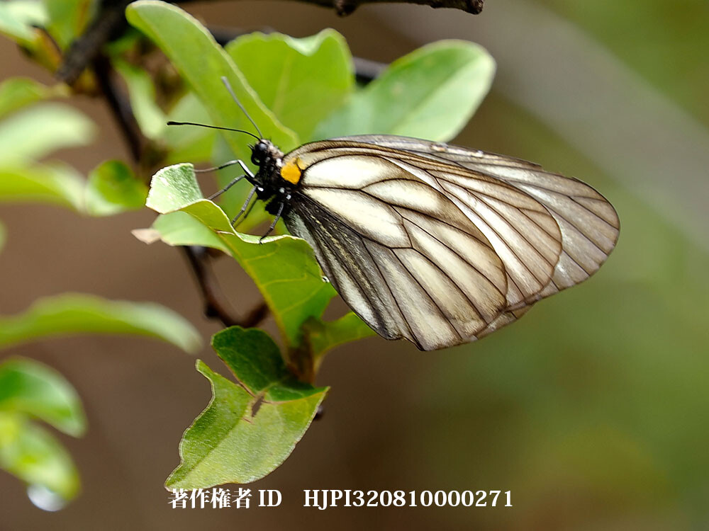 ミヤマシロチョウ 中国西部の蝶 Aporia hippe