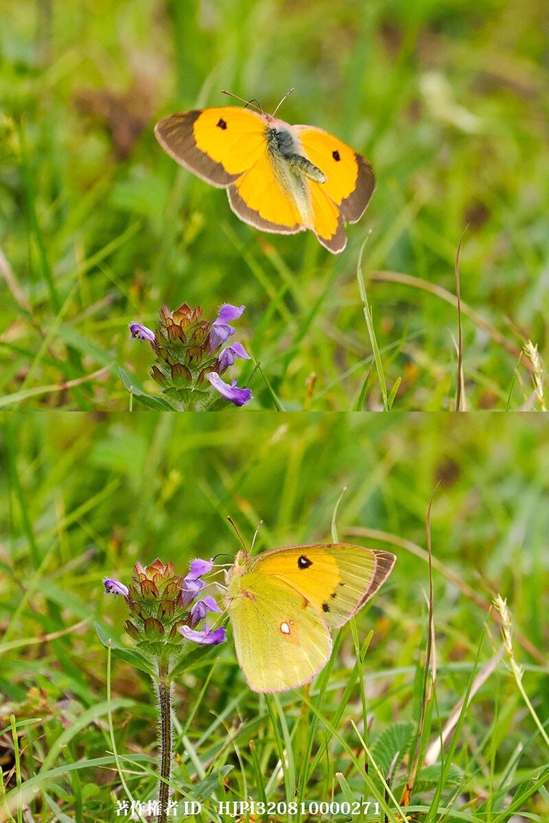 ダイダイモンキチョウ 中国西部の蝶 Colias fieldii