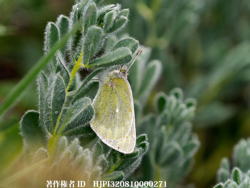リッチホフェニーモンキチョウ 中国西部の蝶 Colias richthofeni 四川省高地
