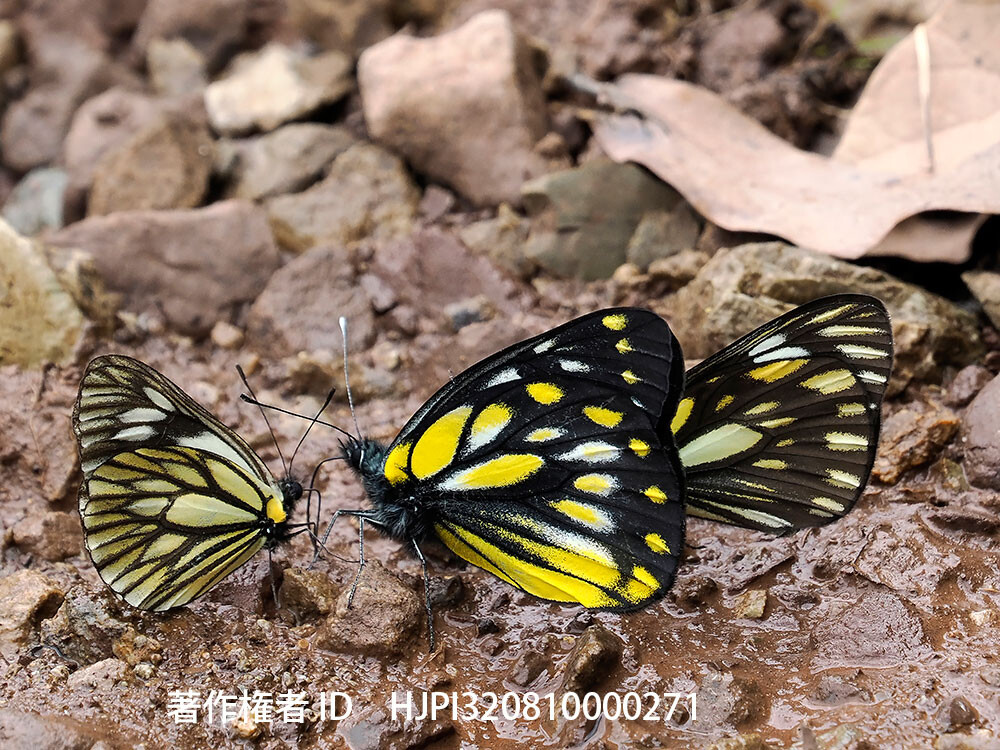 スブヌビアカザリシロチョウ 中国西部の蝶 Delias subnubia