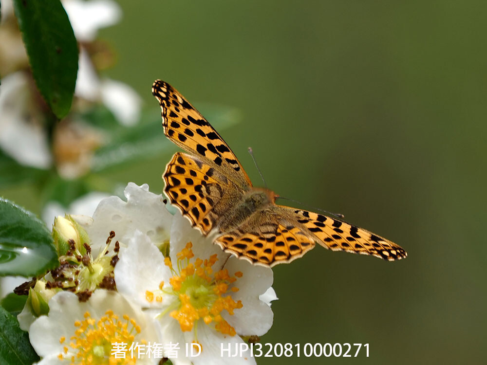 スペインヒョウモン 中国西部の蝶 Issoria lathonia