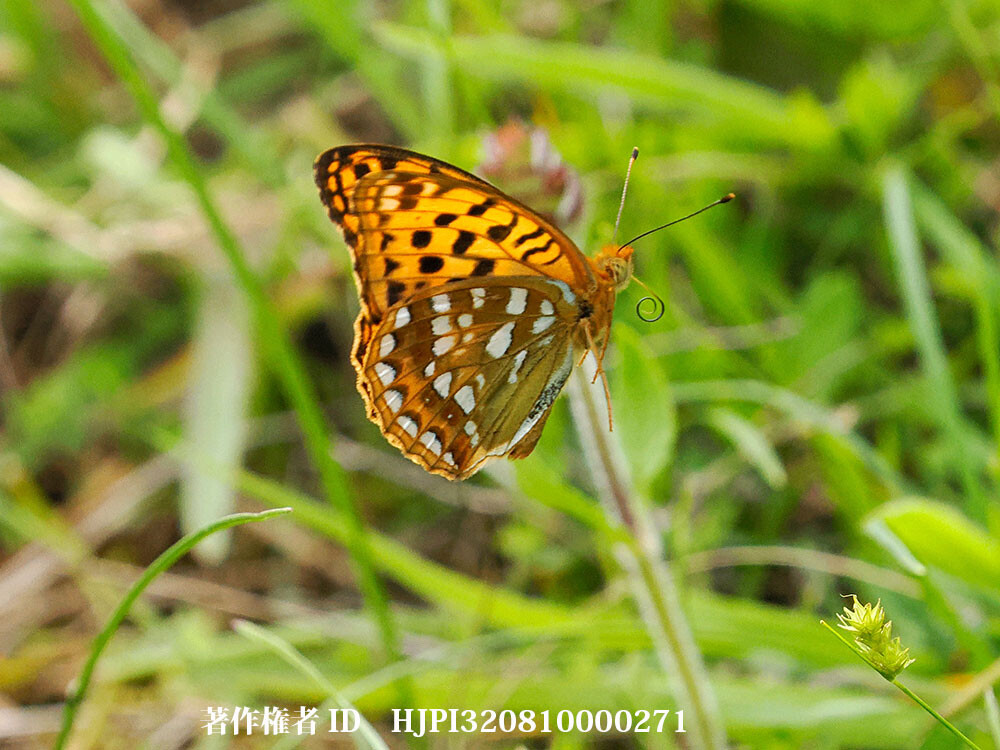 ウラギンヒョウモン 中国西部の蝶 Fabriciana adippe