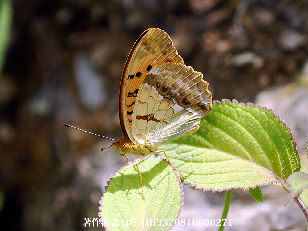 ウラギンスジヒョウモン 中国西部の蝶 Argyronome laodice