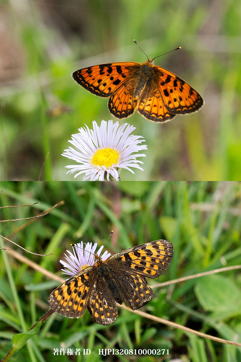 ジェゼベルヒョウモンモドキ 中国西部の蝶 Melitaea jezabel