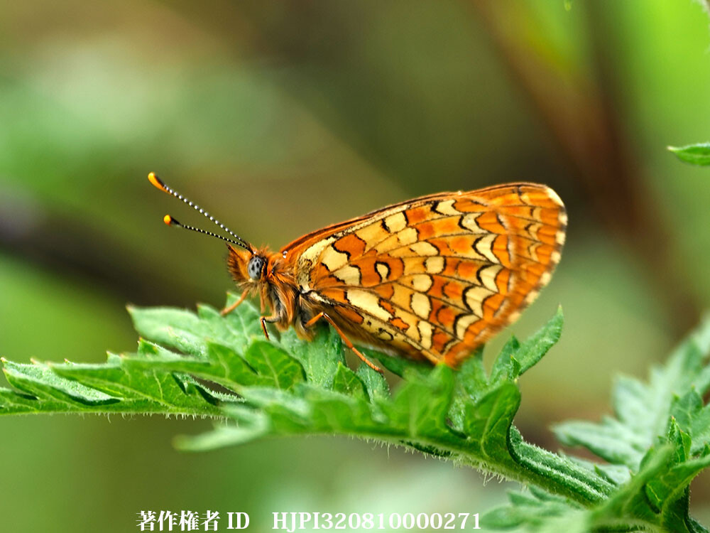 ベロナヒョウモンモドキ 中国西部の蝶 Melitaea belona