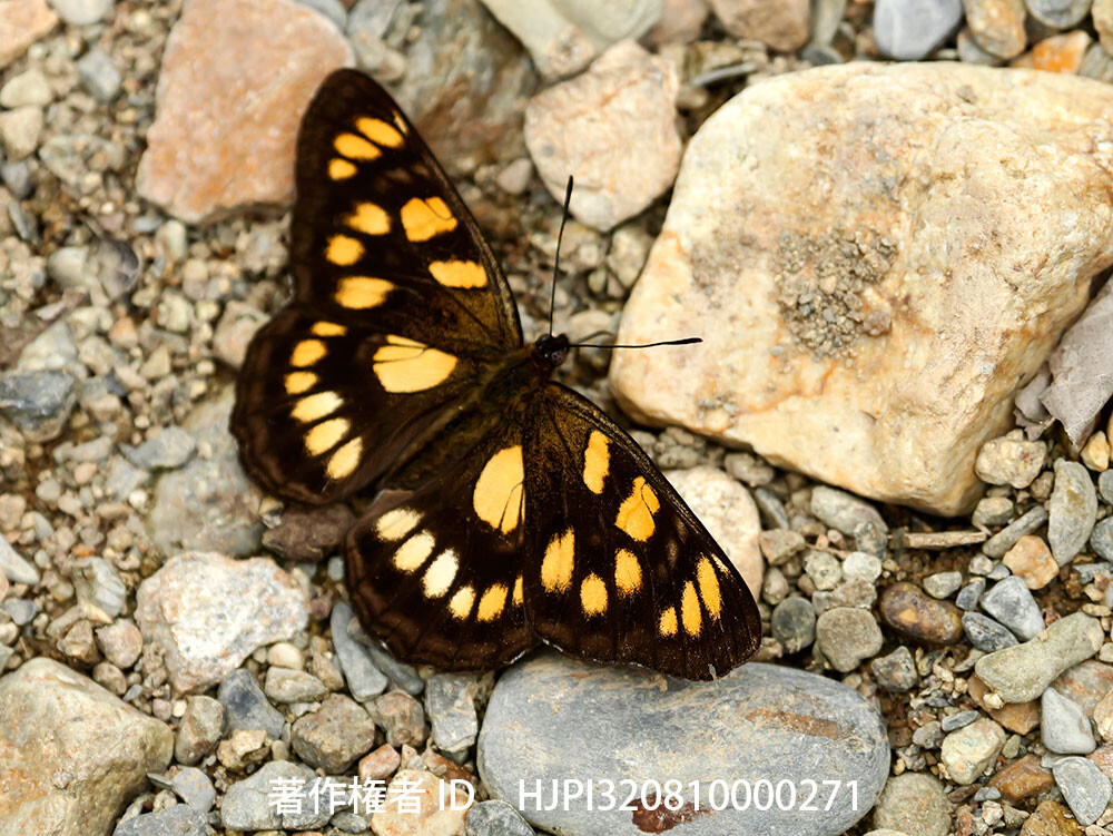 キボシイチモンジ 中国西部の蝶 Patsuia sinensium