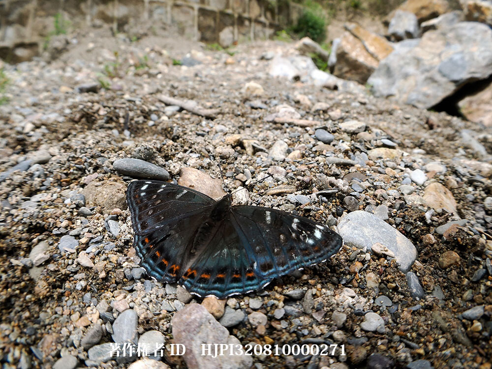 中国のオオイチモンジ 中国西部の蝶 Limenitis populi