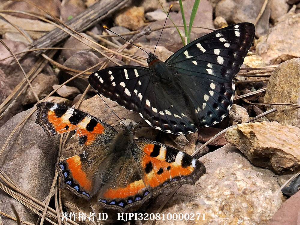 エルウェスイチモンジ 中国西部の蝶 Chalinga elwesi