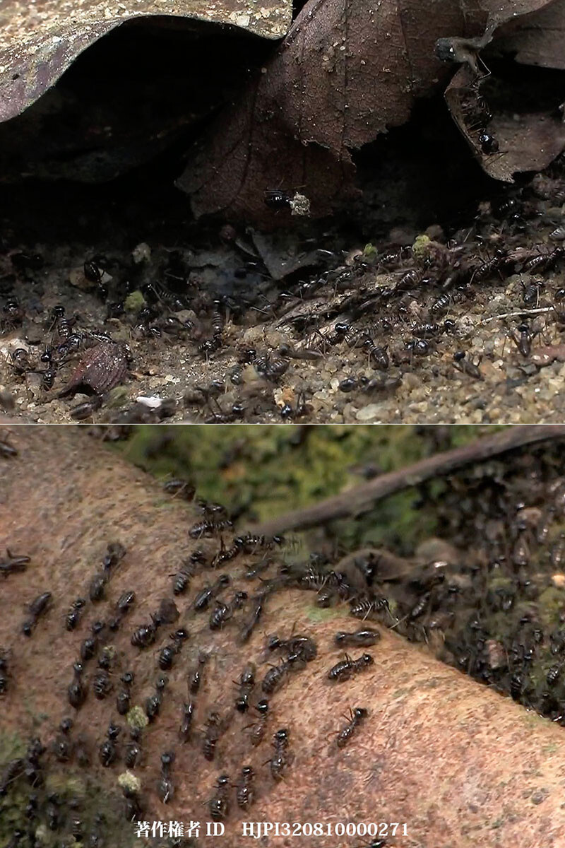 コウグンシロアリの行進