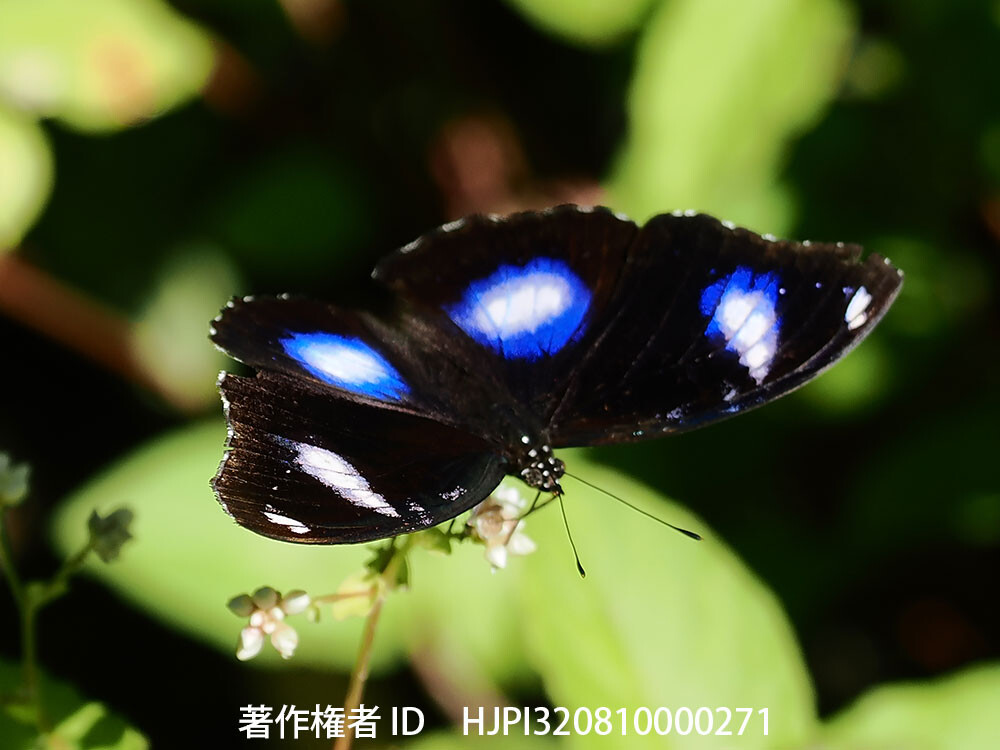 リュウキュウムラサキの翅の構造色