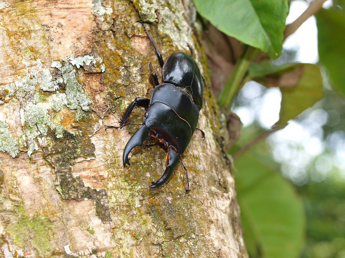アルキデスヒラタクワガタ