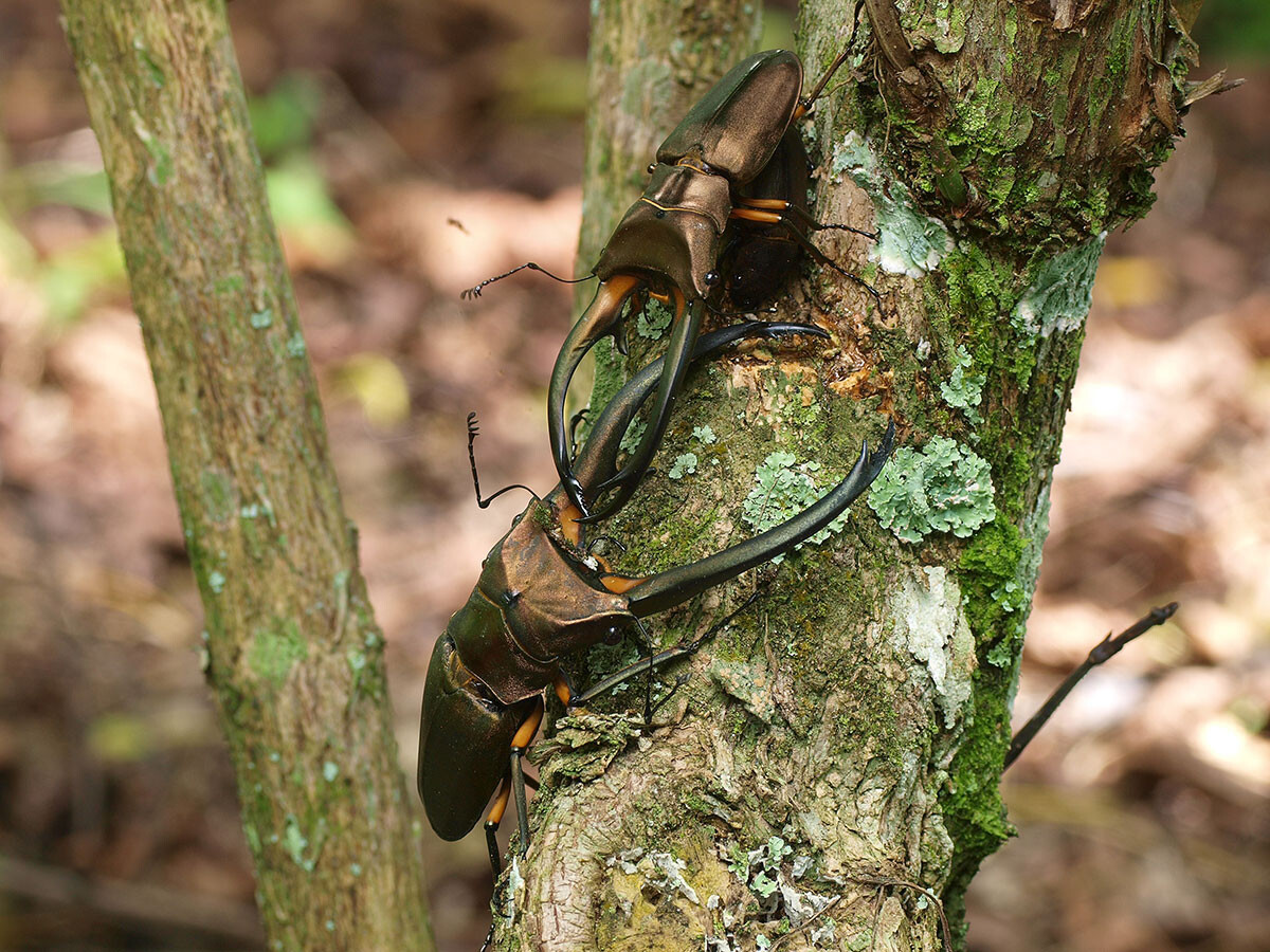 エラフスホソアカクワガタの闘い