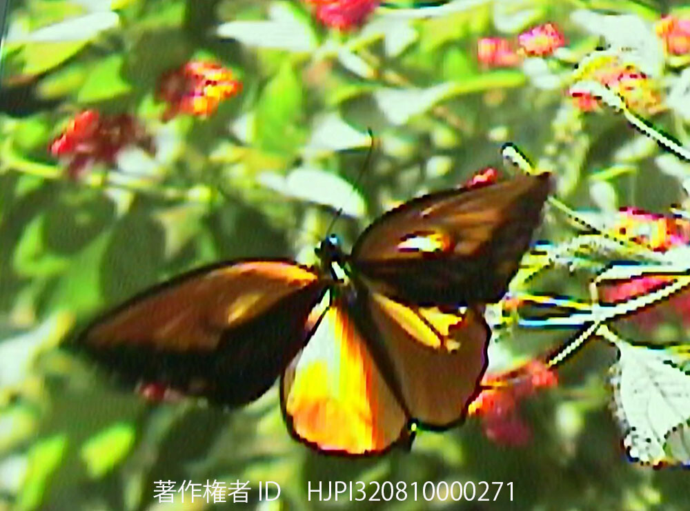 30年前に撮影したアカメガネトリバネアゲハ