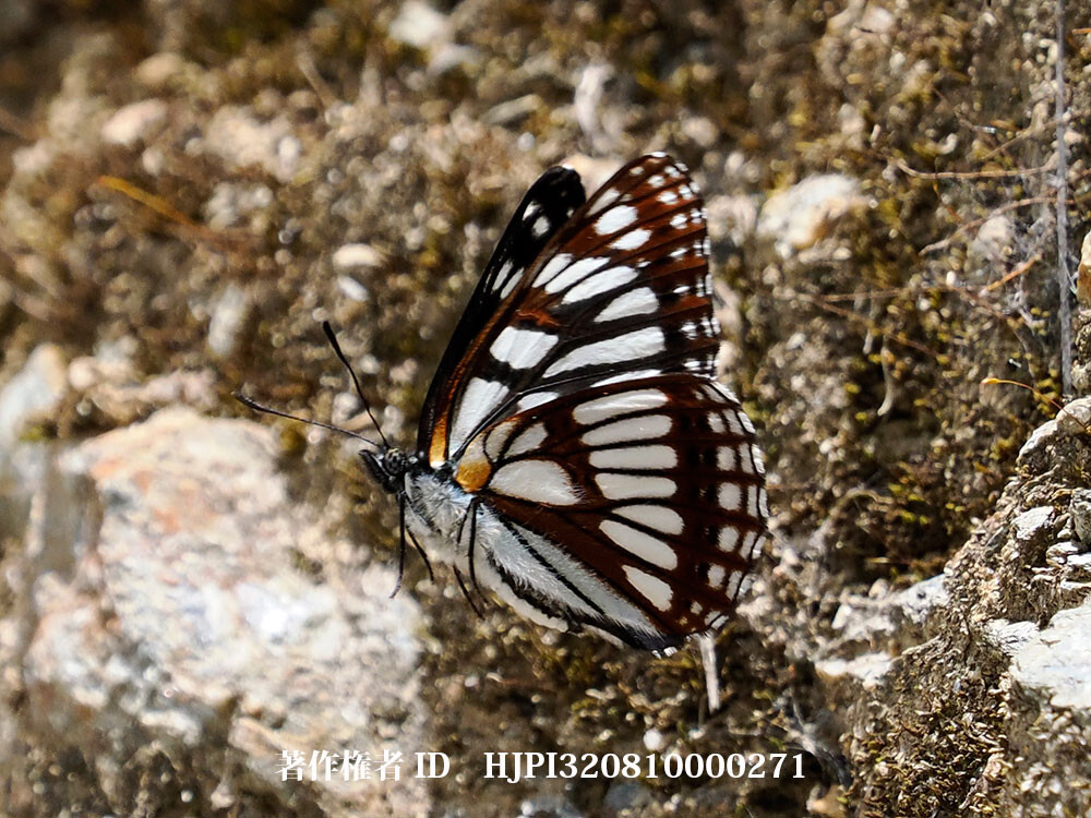 ヒメゴマダライチモンジ 中国西部の蝶 Litinga cottini