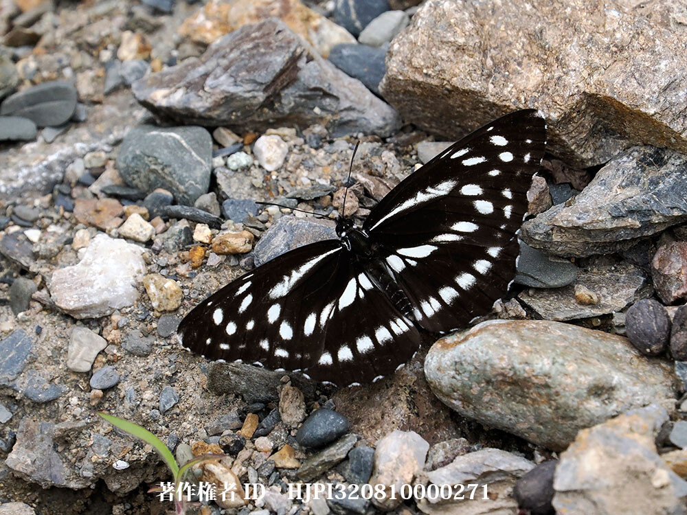 デジェアニオオミスジ 中国西部の蝶 Neptis dejeani