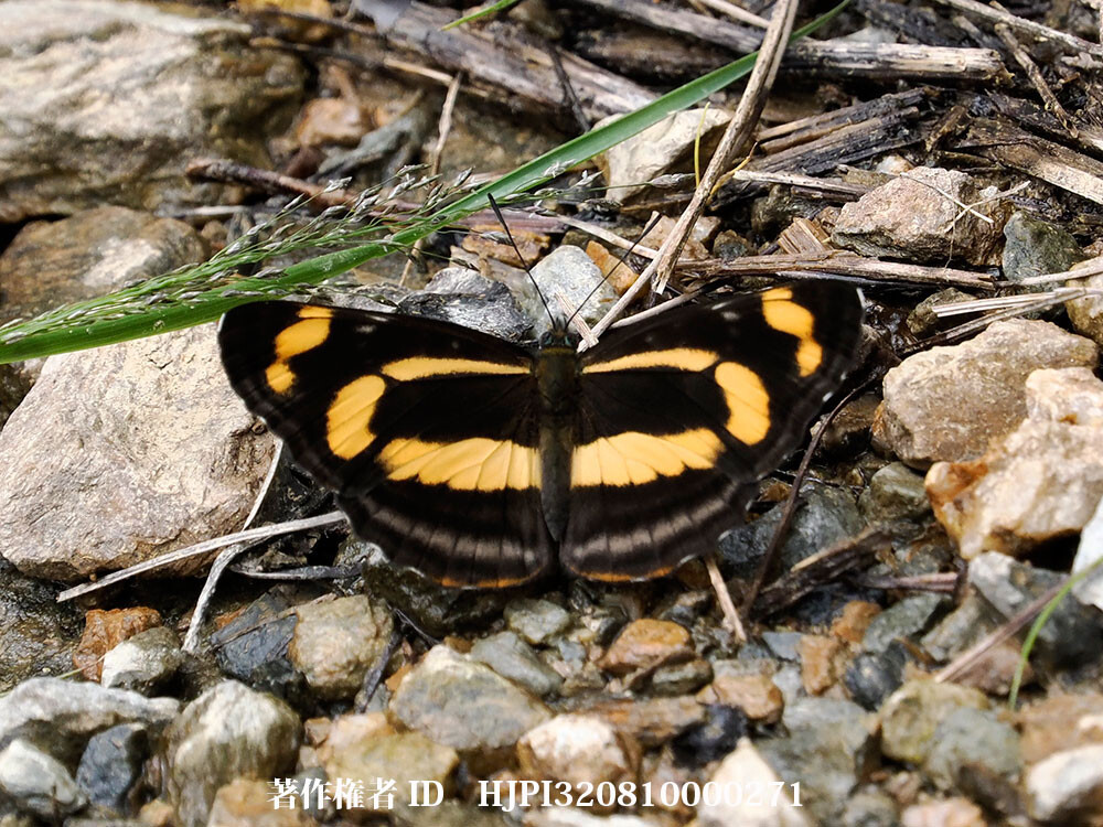 オオキイロミスジ　中国西部の蝶 Neptis thisbe