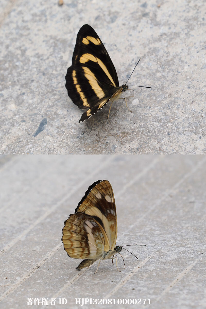 アラクネキイロミスジ　中国西部の蝶 Neptis arachne