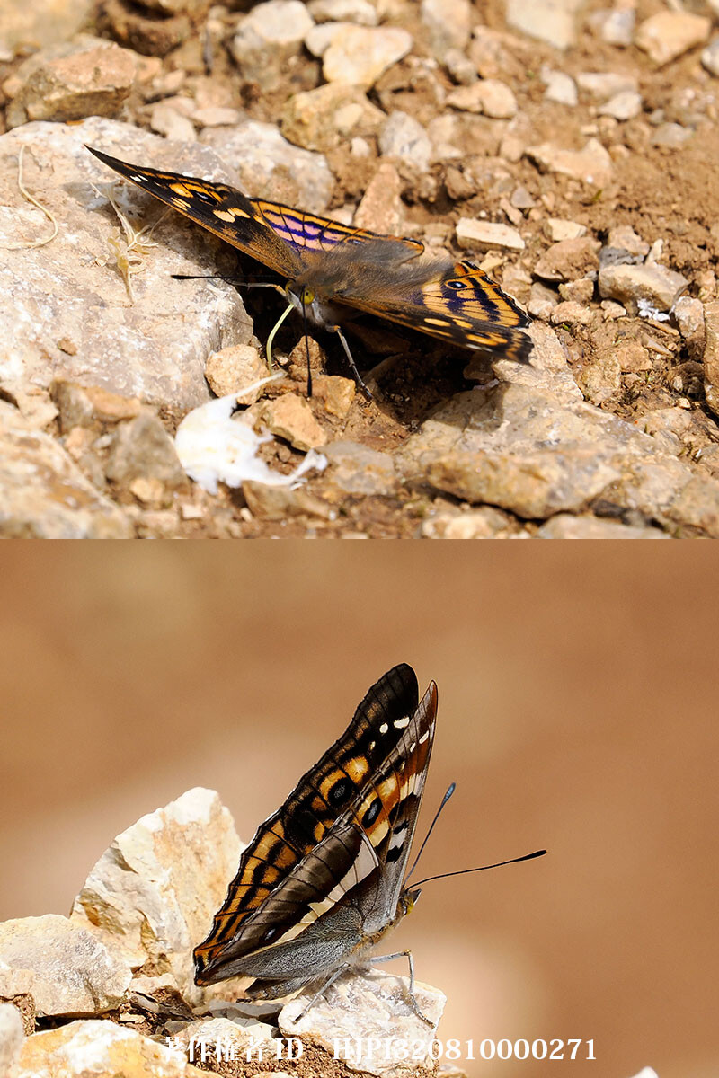 ビエトコムラサキ　中国西部の蝶 Apatura bieti