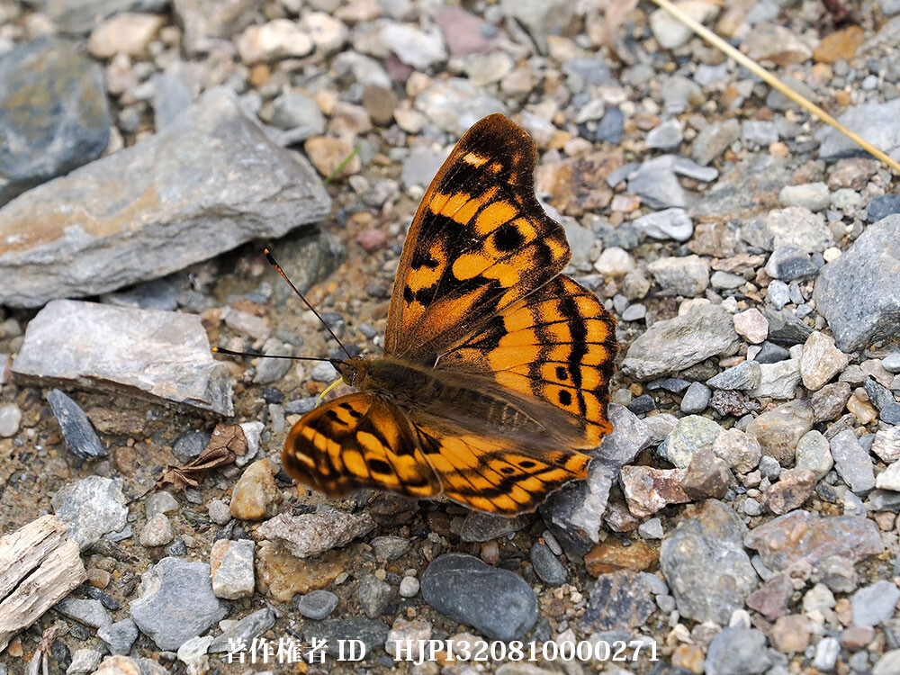 ウンナンコムラサキ　中国西部の蝶 Apatura laverna