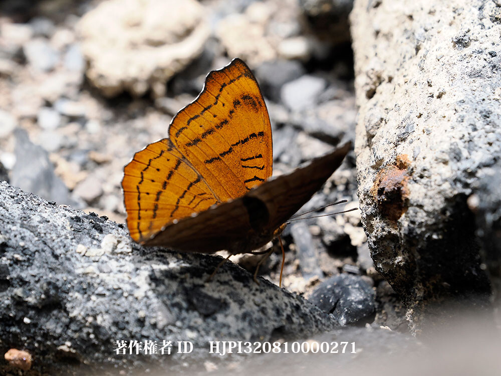 スミナガシの一種　中国西部の蝶 Pseudergolis wedah