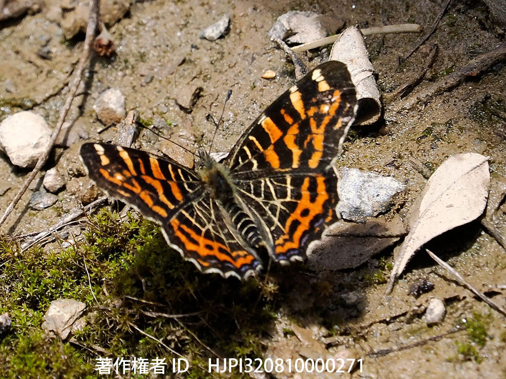 アカマダラの仲間　中国西部の蝶 Araschnia davids