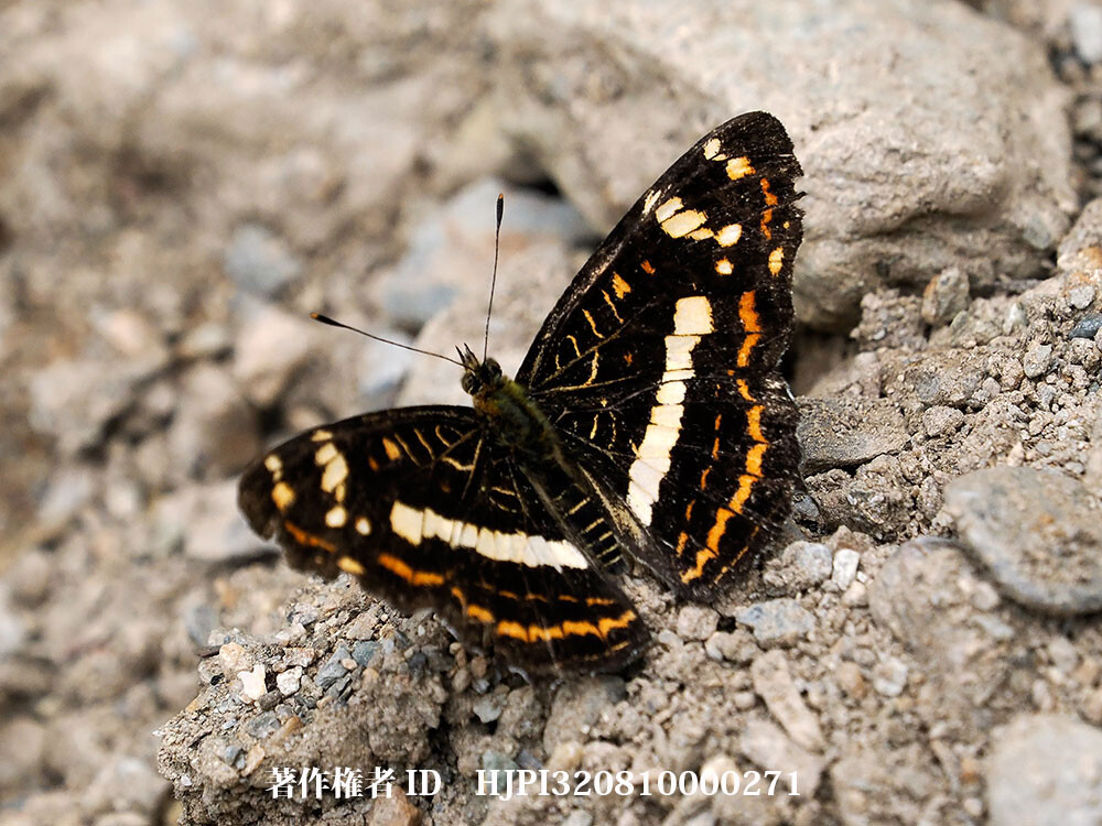 サカハチチョウの一種（アカマダラモドキ）中国西部の蝶 Araschnia prorsoides