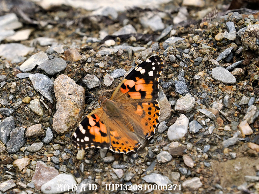 ヒメアカタテハ　中国西部の蝶 Vanessa cardui