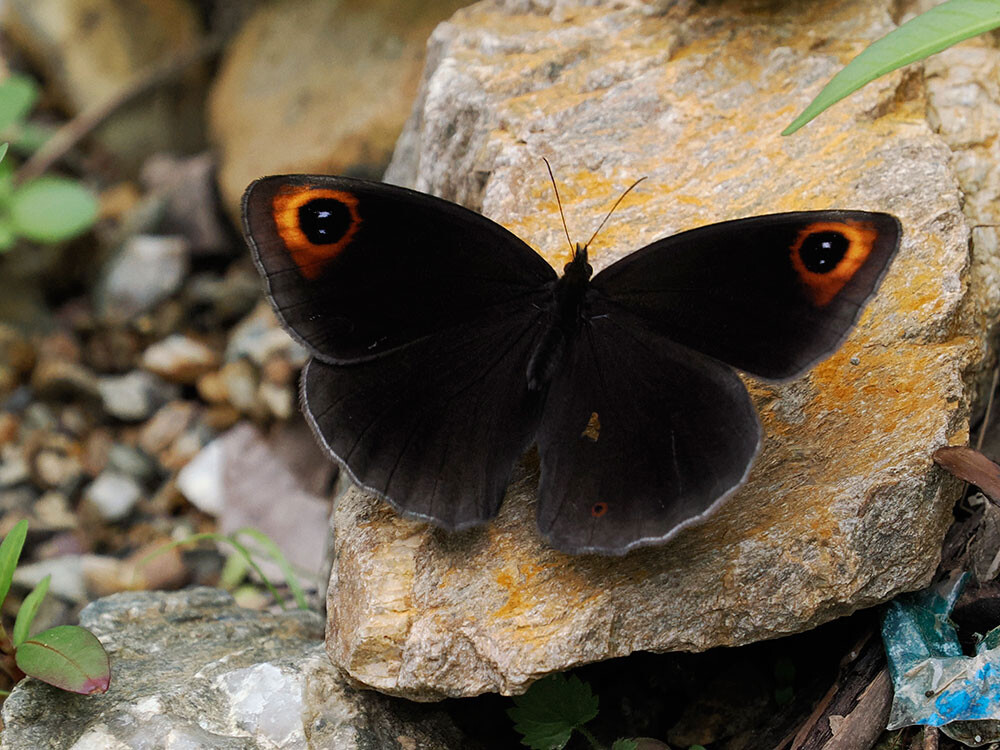 オオウラナミベニヒカゲ