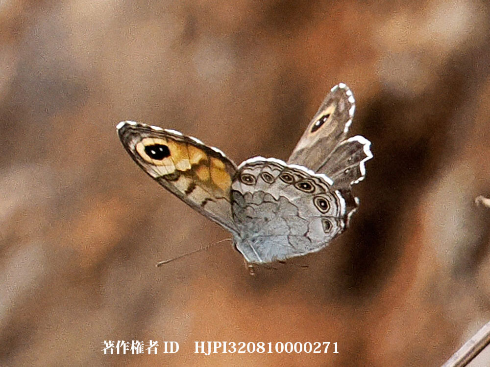 ツマジロウラジャノメに近い仲間  中国西部の蝶 仲間Lasiommata minuscula