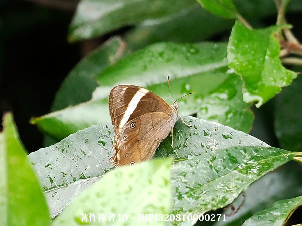 ミヤマシロオビヒカゲ 中国西部の蝶 Lethe insana
