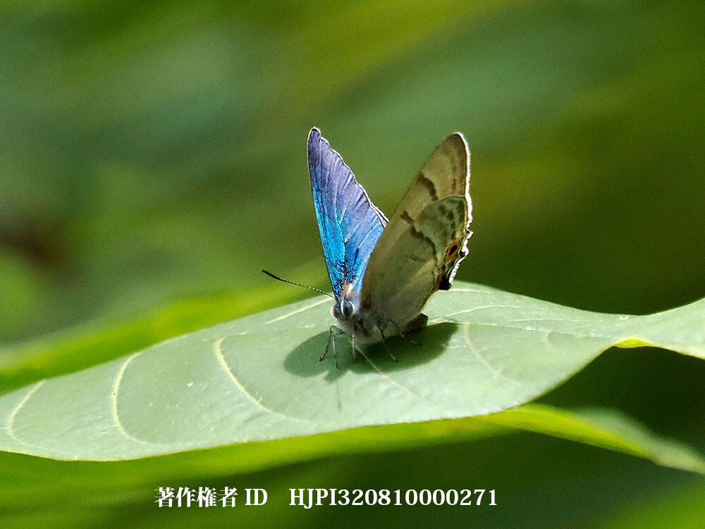 リーチミドリシジミ 中国西部の蝶 Favonius leechi