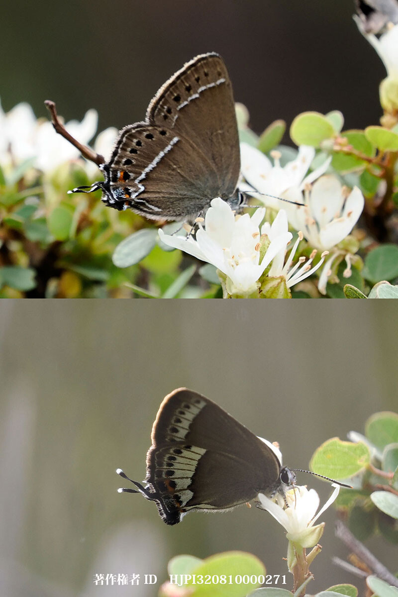 カラスシジミの仲間 中国西部の蝶 Strymonidia sp.