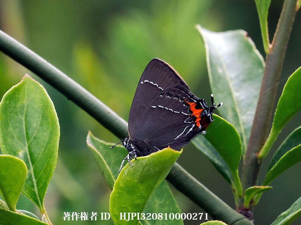 カラスシジミの仲間 中国西部の蝶 Strymonidia sp.