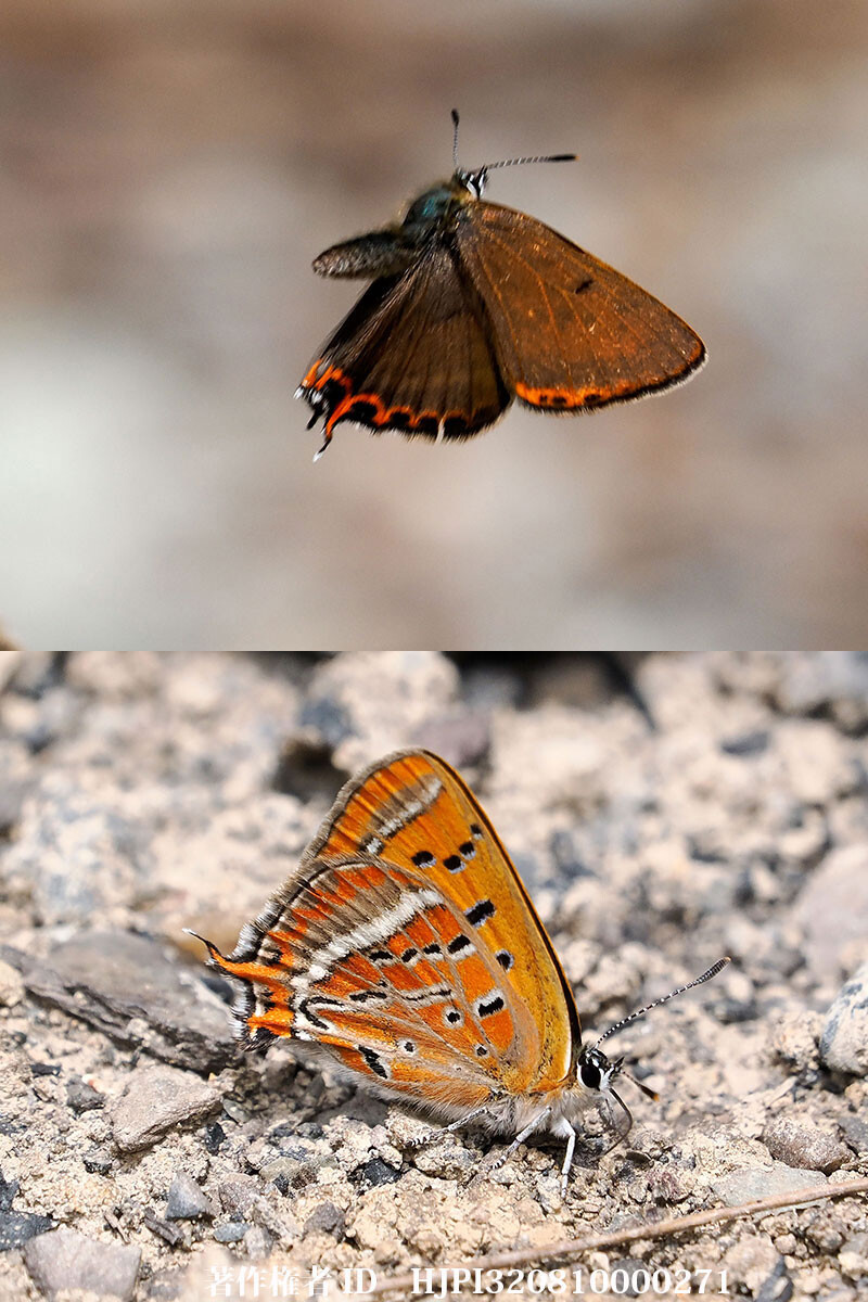 オナガベニシジミ 中国西部の蝶 Helleia li