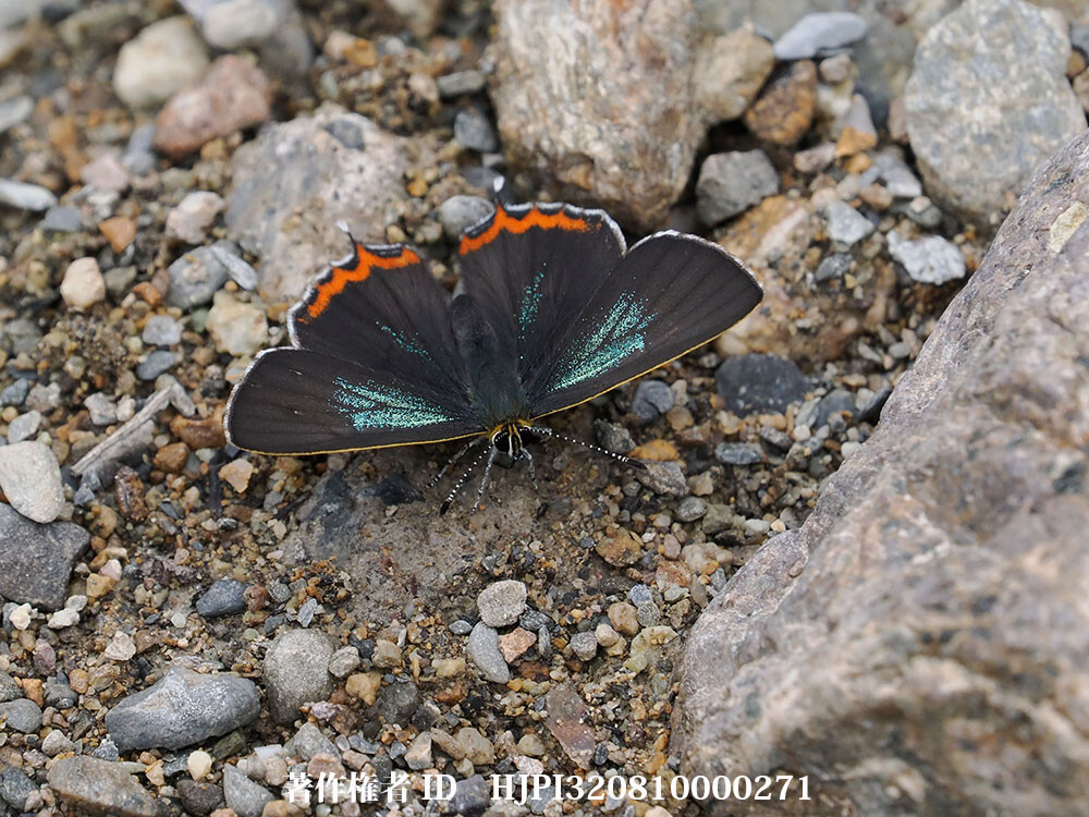 ウラフチベニシジミの仲間 中国西部の蝶 Heliophorus viridipunctata