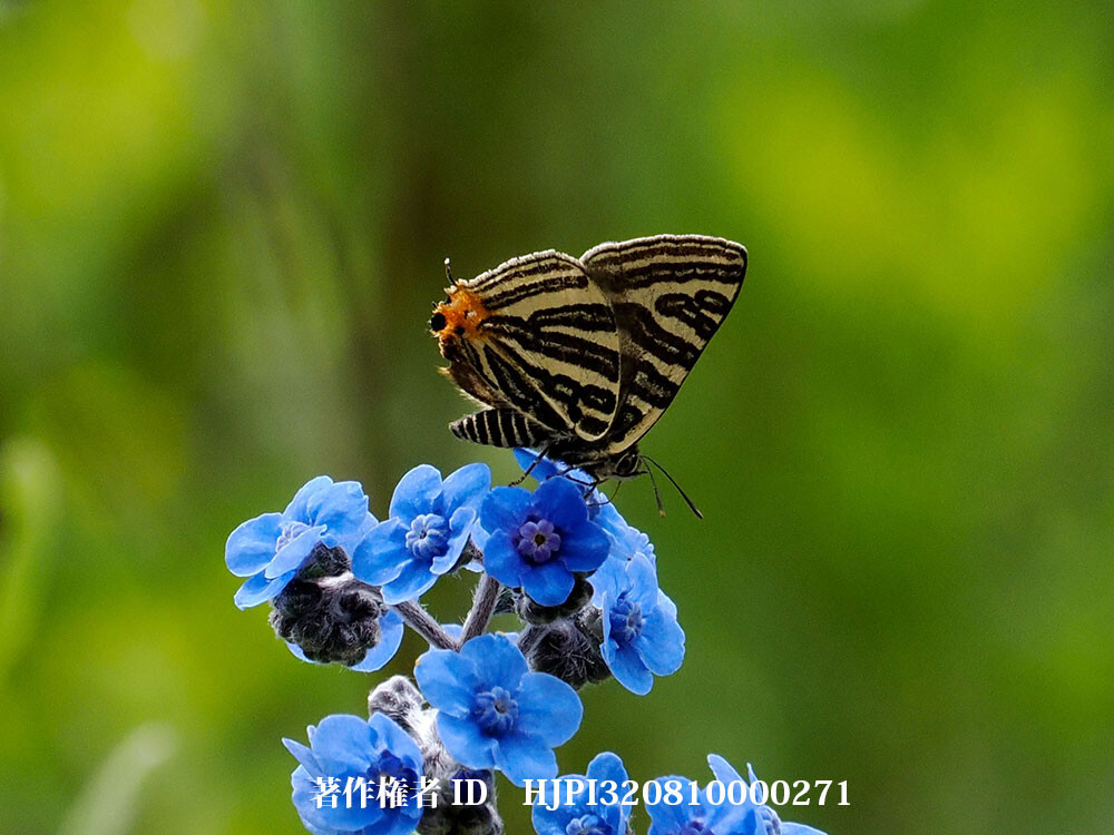 キマダラルリツバメの一種 中国西部の蝶 Spindasis sp.