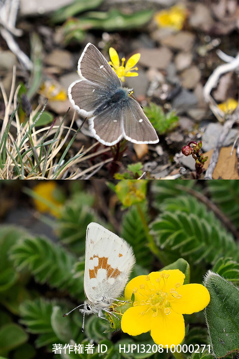 高山性の変わったシジミ 中国西部の蝶 Agriades sp.