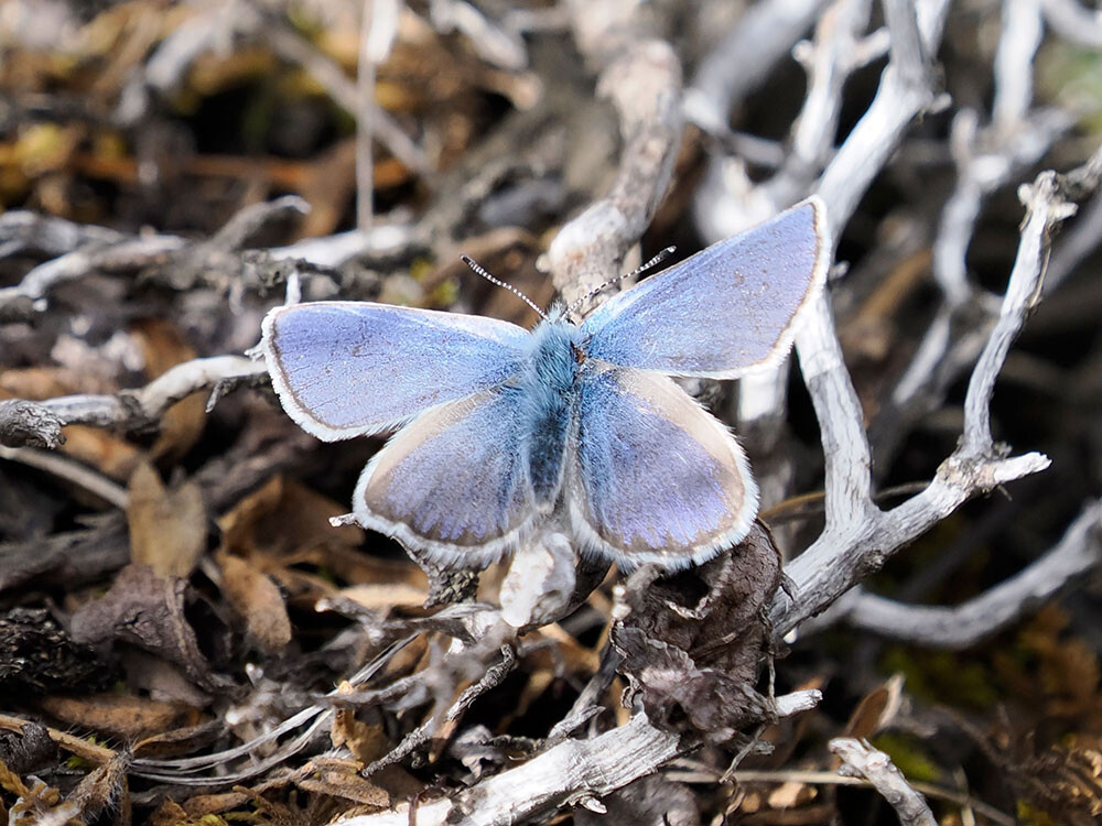 高山で出会った青いシジミ 中国西部の蝶 Albulina orbitula