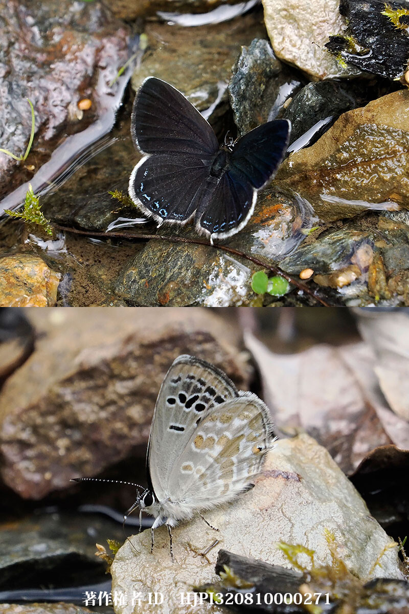 イオンクロツバメシジミ 中国西部の蝶 Togeia ion