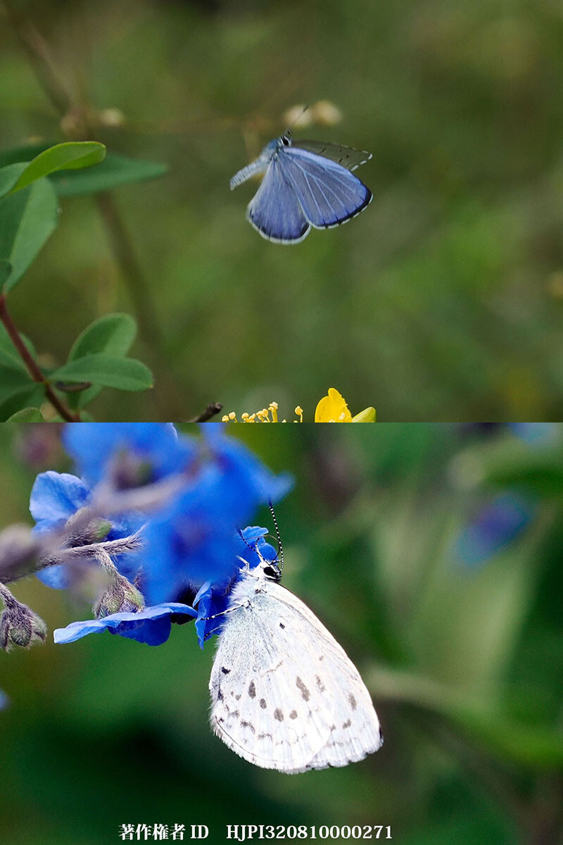 ルリシジミの仲間 中国西部の蝶 Celastrina sp.