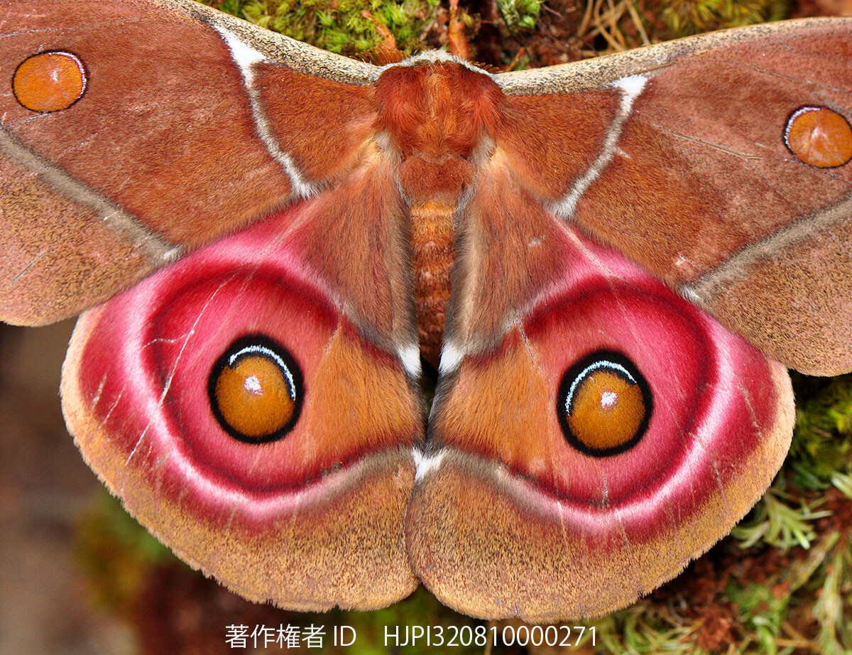 マダガスカル皇帝ヤママユ