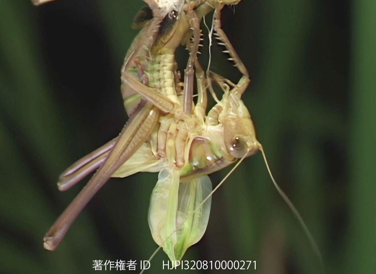 キリギリスの羽化