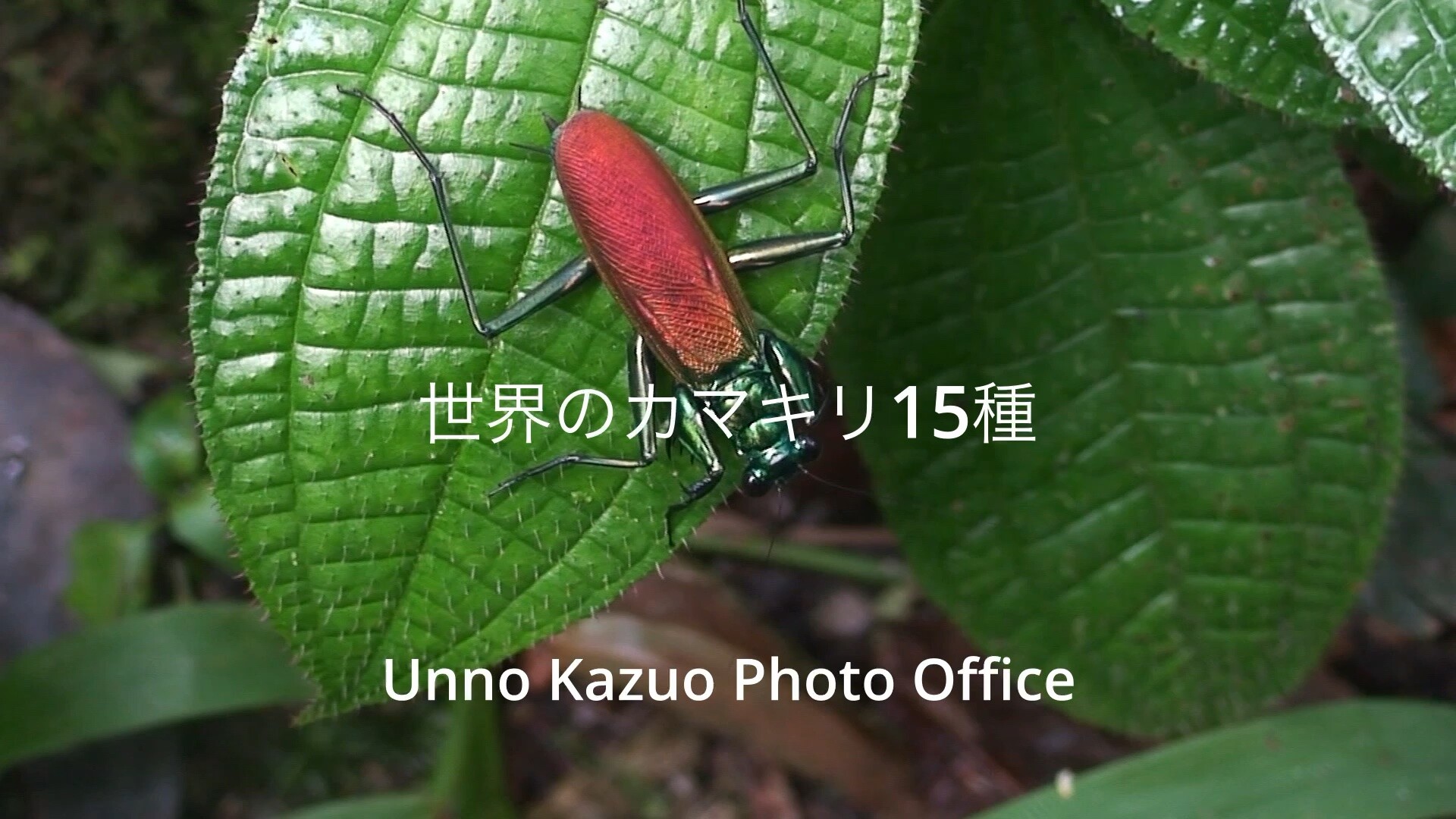 世界のカマキリ、15種の動画を作成