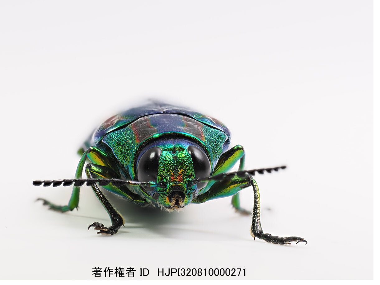 タマムシの深度合成