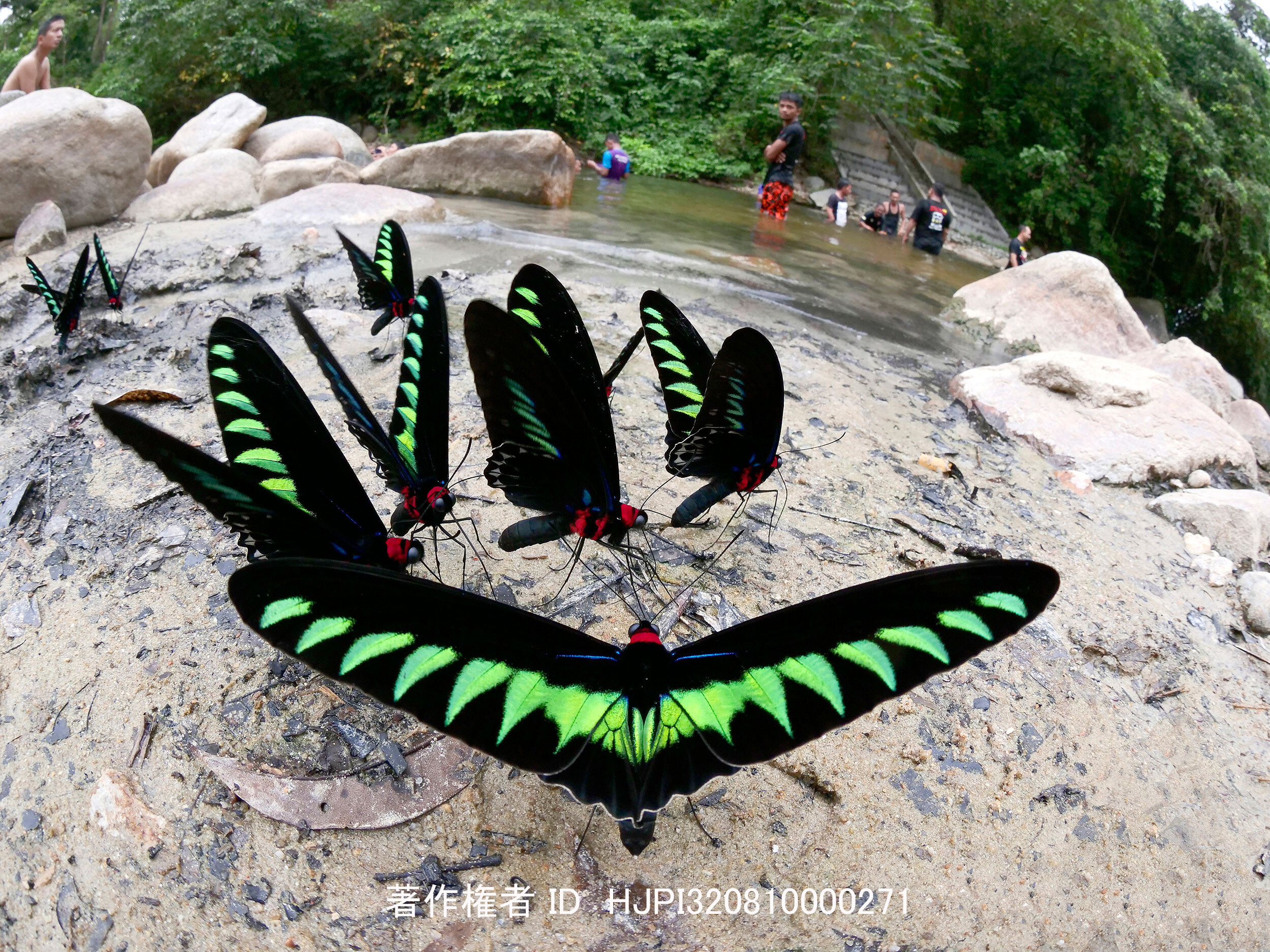 アカエリトリバネアゲハの吸水地