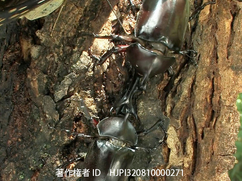 カブトムシの戦い