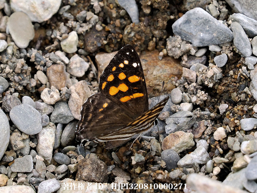 シジミタテハの仲間 中国西部の蝶 Dodona maculosa