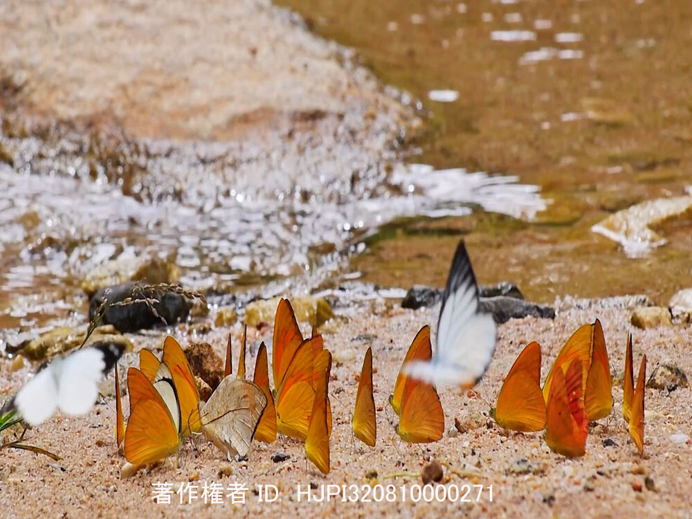 ベニシロチョウの吸水集団