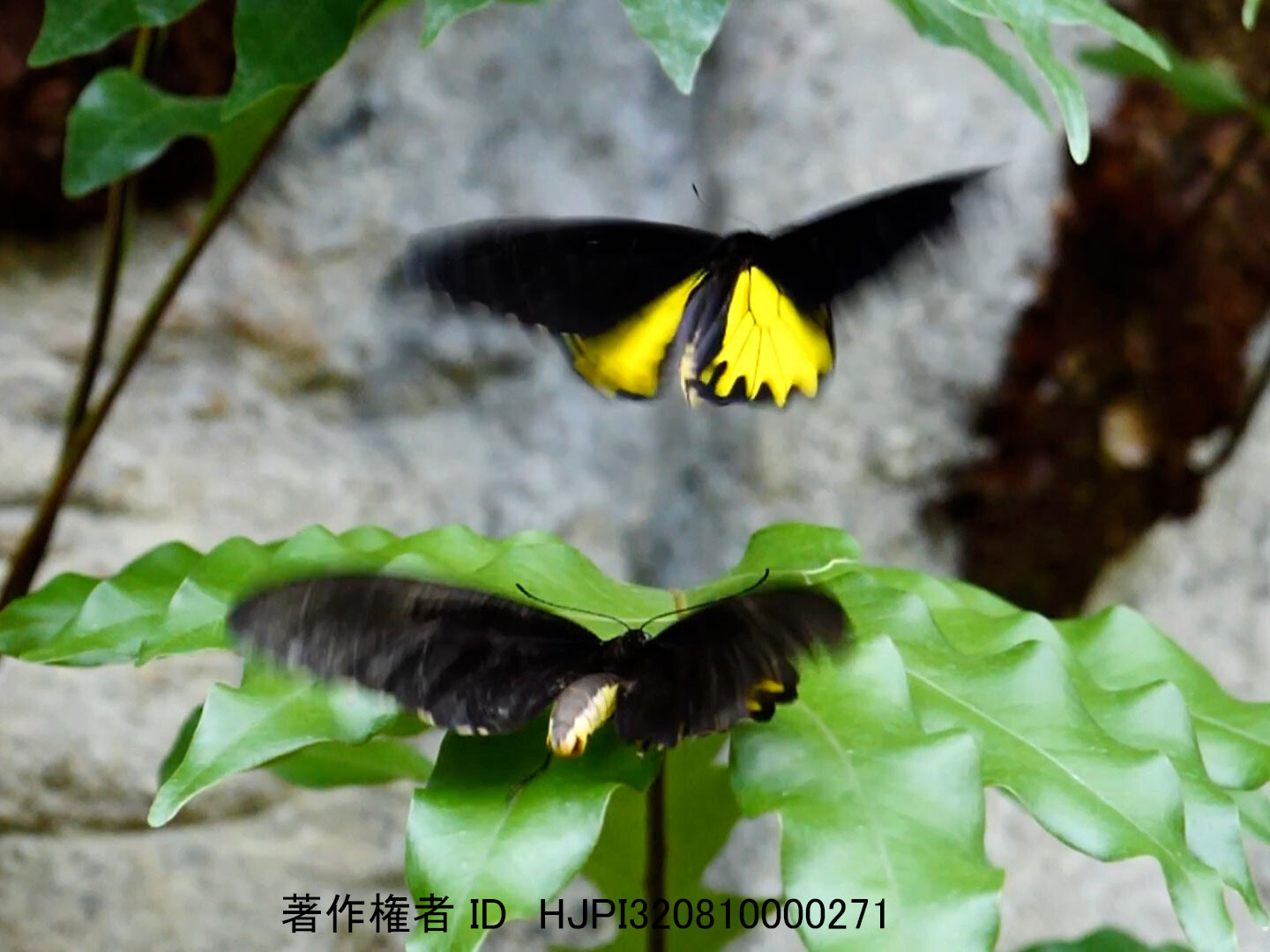 ヘレナキシタアゲハの求愛