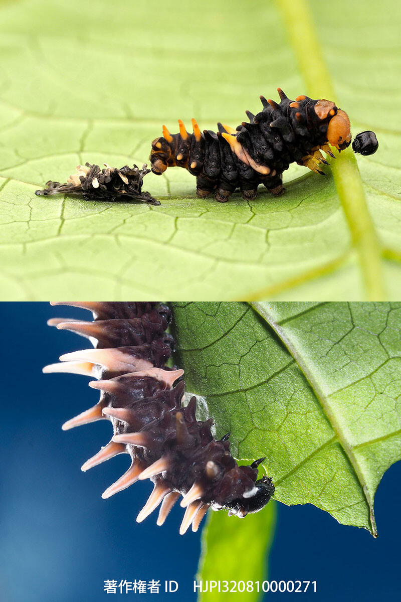ヘレナキシタアゲハの幼虫